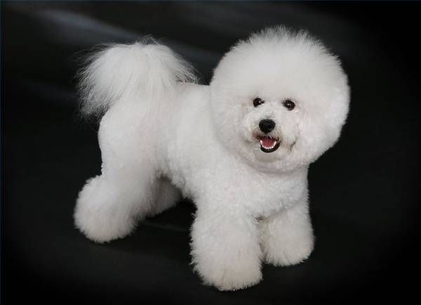 Bichon ทอด