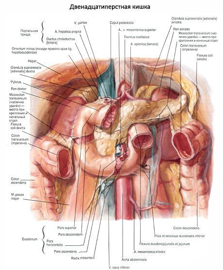 12 ลำไส้เล็กส่วนต้น (duodenum)