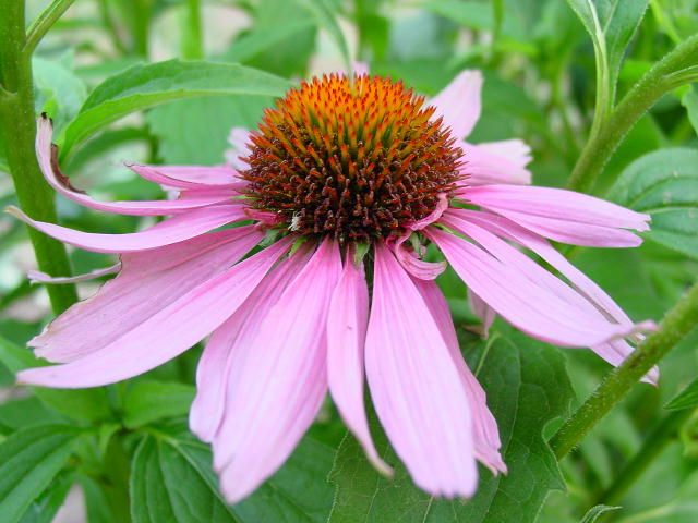 Echinacea สำหรับโรคหวัดสามารถช่วยเสริมสร้างภูมิคุ้มกันและอาจไม่มีผลใด ๆ ต่อร่างกาย 