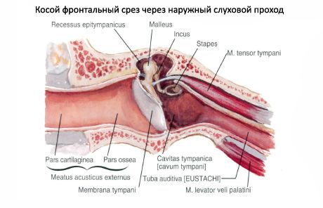 หูทรัมเป็ตหู (eustachian)