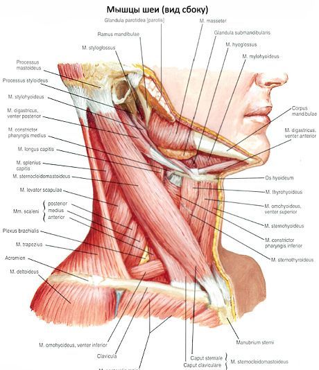 กล้ามเนื้อเต้านม - ก้ามปู (m. Sternocleidomastoideus)