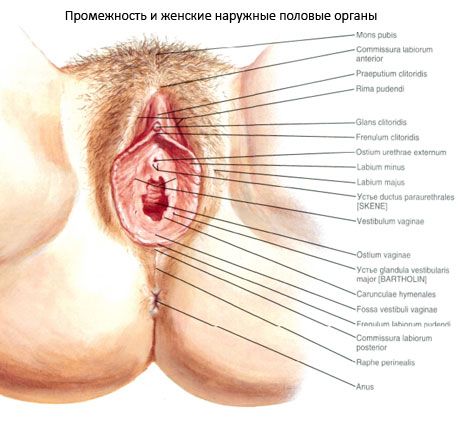 ช่องคลอด