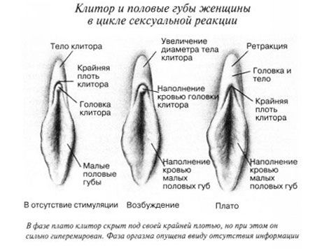 Clitoris ในระหว่างการมีเพศสัมพันธ์