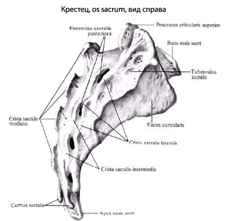 sacrum