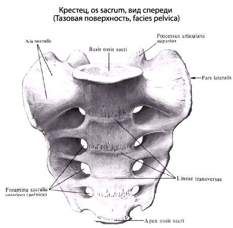 sacrum