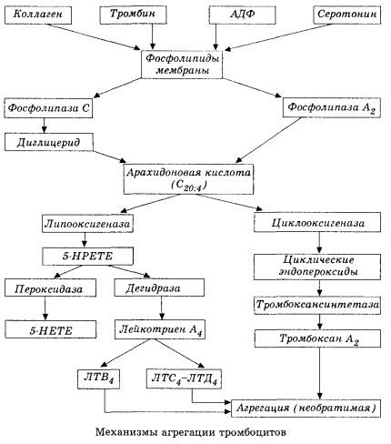 ขั้นตอนเริ่มแรกของการถ่ายเลือดและกลไกของ homeostasis