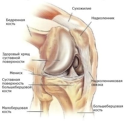 Meniscus ของข้อเข่า