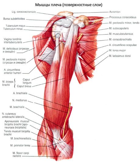 กล้ามเนื้อเหลือง - humeralis (m.coracobrachialis)