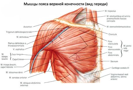 กล้ามเนื้อ Deltoid