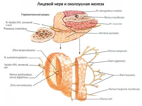 ต่อมน้ำลายของต่อมน้ำลาย