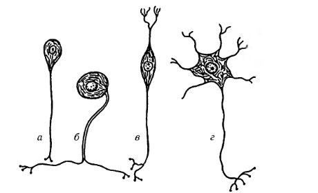 ประเภทของเซลล์ประสาท