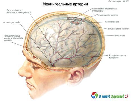 Meningeal arteries