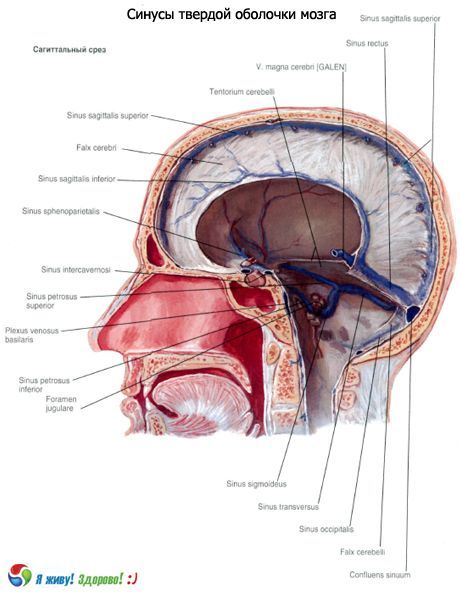 sinuses (sinuses) ของเยื่อหุ้มสมองของแข็ง