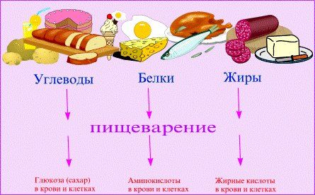 สามปลาวาฬของอาหารที่เหมาะสม