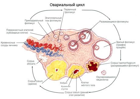 การสร้างไข่  ประจำเดือนรอบ