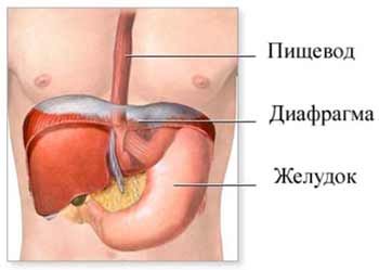 หลอดอาหาร