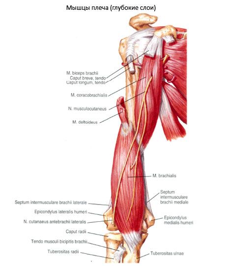 กล้ามเนื้อเหลือง - humeralis (m.coracobrachialis)