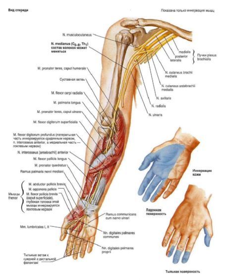 Brachial plexus