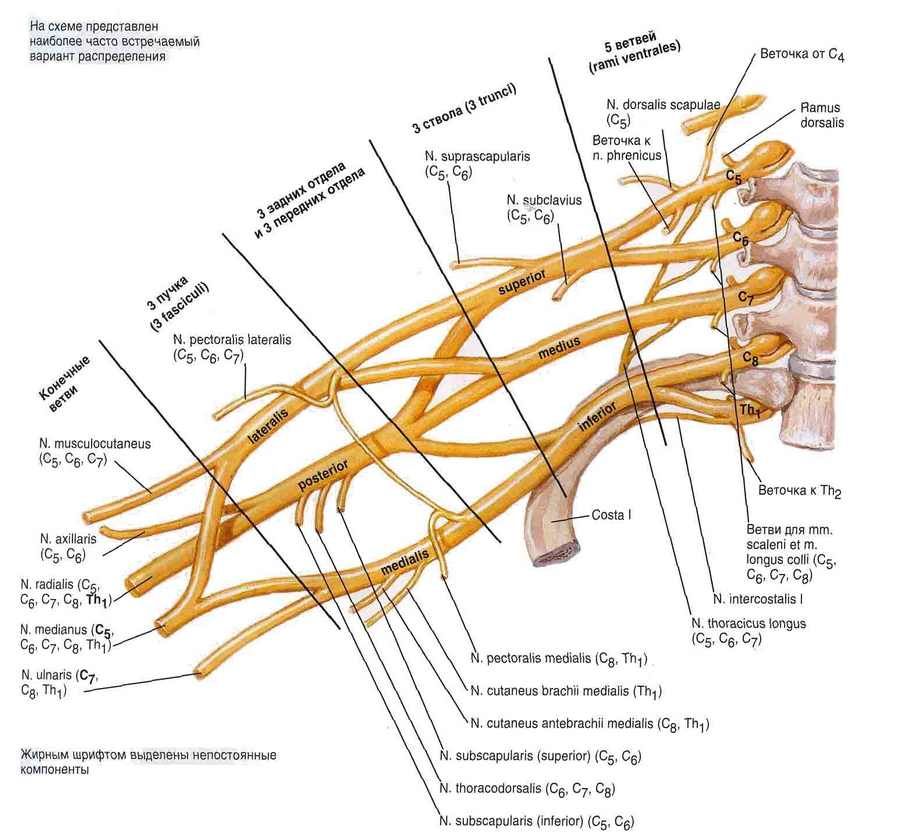 Brachial plexus