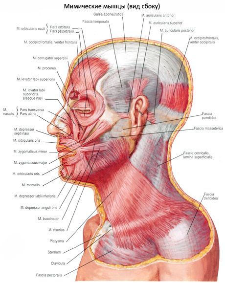 กล้ามเนื้อใต้ผิวหนังของคอ (platysma)