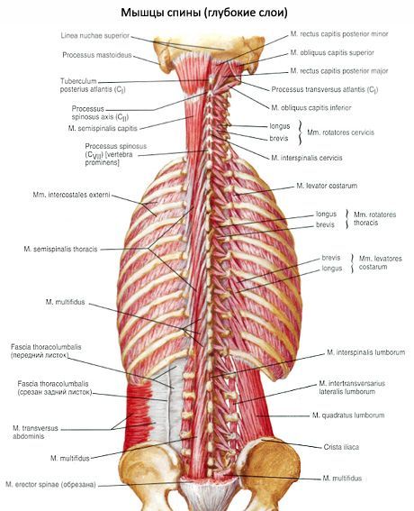 กล้ามเนื้อคอจมูก