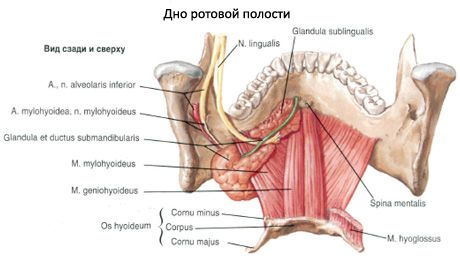 ช่องปาก