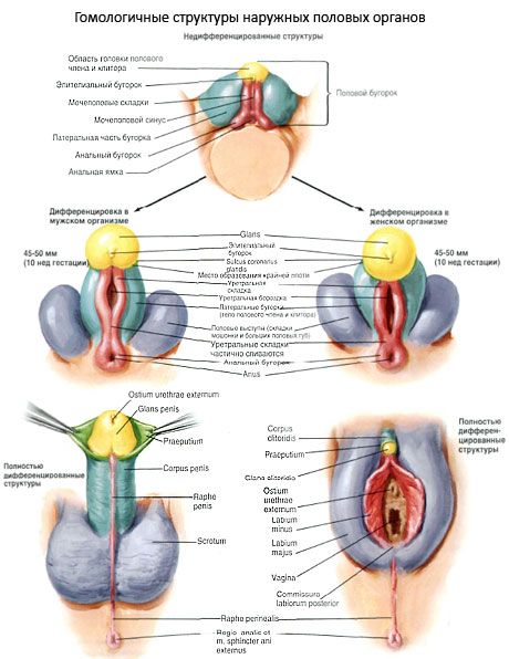 โครงสร้าง homologous ของอวัยวะสืบพันธุ์ภายนอก