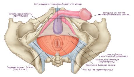 perineum ในผู้ชาย