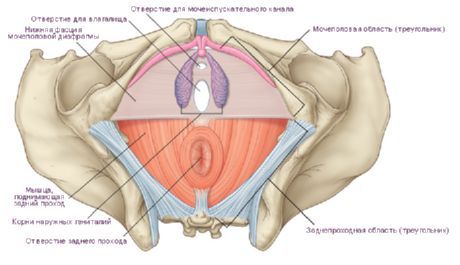 perineum ในผู้หญิง