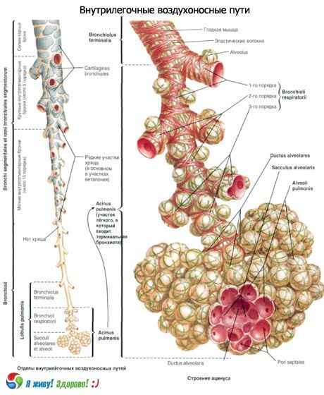 หลอดลม  ระบบทางเดินหายใจของหลอดลม