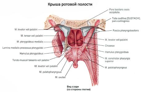 ช่องปาก