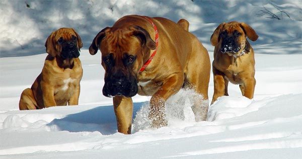 Mastiff แอฟริกาใต้หรือ Boerboel