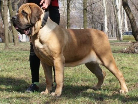 mastiff สเปน