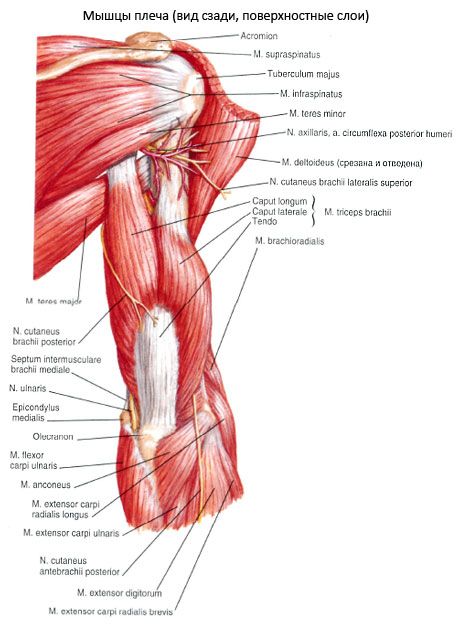 กล้ามเนื้อไขว้ brachialis (triceps pelchet)