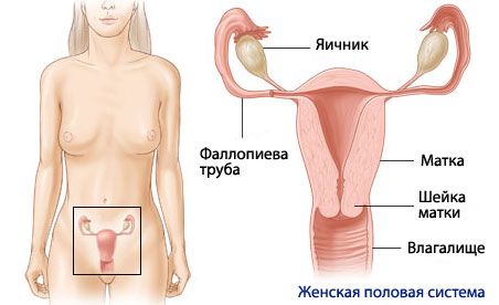 กายวิภาคและสรีรวิทยาของระบบสืบพันธุ์เพศหญิง