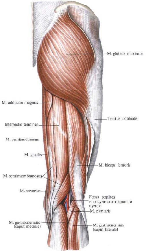 Gluteus กล้ามเนื้อ (gluteus maximusus)