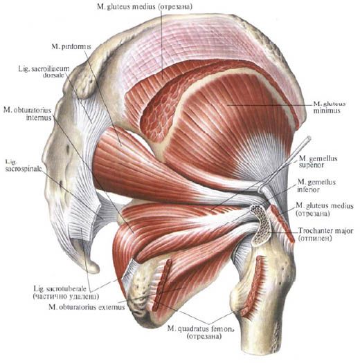 Gluteus กล้ามเนื้อ (กล้ามเนื้อ gluteus ตรงกลาง)