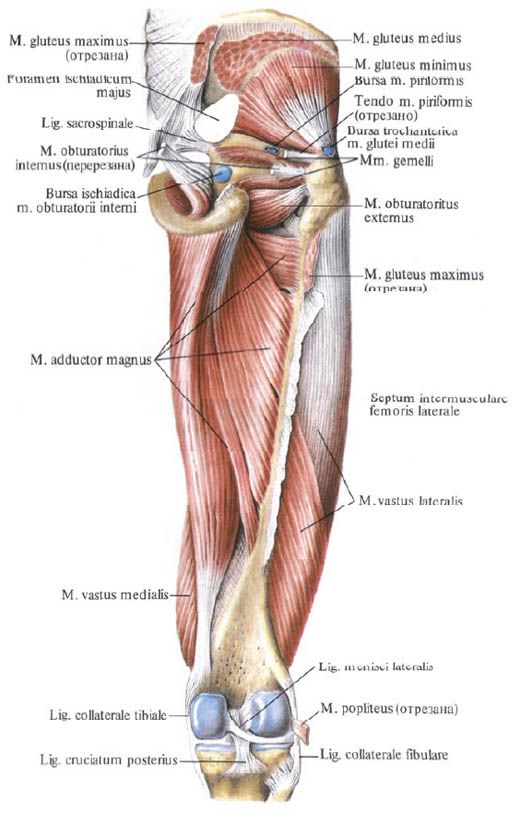 Gluteus กล้ามเนื้อ (gluteus กล้ามเนื้อเล็ก ๆ )